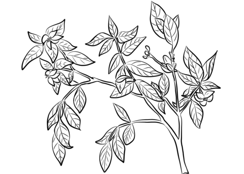 Cape Jasmine (Gardenia Jasminoides) Coloring Page